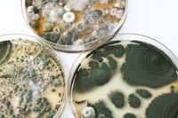 Schimmelpilzkulturen auf einer Petrischale von SANKonzepte